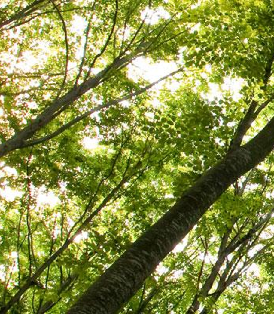 Reforma a la Legislación Forestal